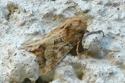 Réf. 306 863 : Luperina dumerilii